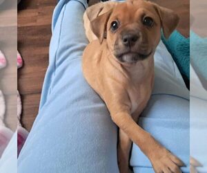 Chihuahua-Unknown Mix Dogs for adoption in Spring Lake, NC, USA