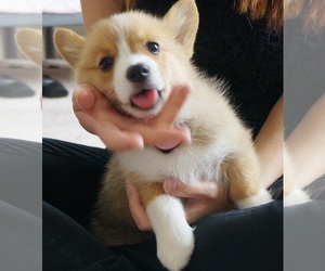 Pembroke Welsh Corgi Puppy for sale in YUCCA VALLEY, CA, USA