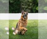 Small #2 German Shepherd Dog