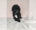 Puppy 6 Goldendoodle (Miniature)