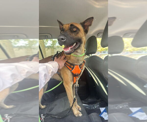 Medium Photo #8 Mutt Puppy For Sale in Imlay City, MI, USA