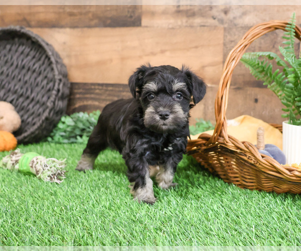 Medium Photo #10 Schnauzer (Miniature) Puppy For Sale in SYRACUSE, IN, USA