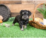 Small #9 Schnauzer (Miniature)