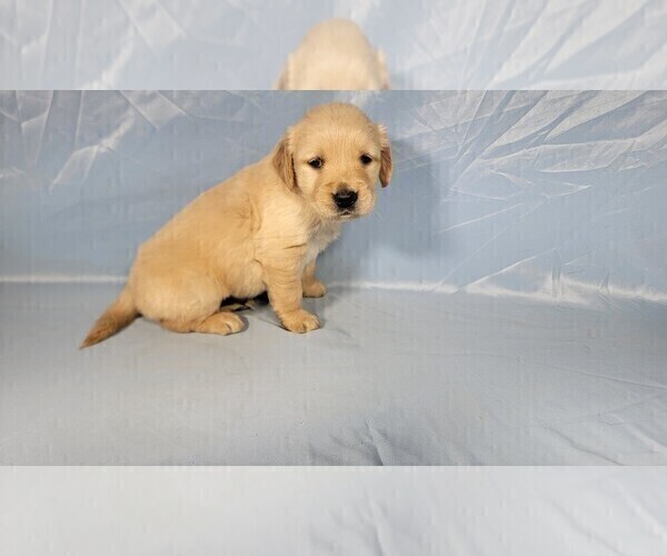 Medium Photo #9 Golden Retriever Puppy For Sale in BLACK FOREST, CO, USA