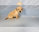 Small Photo #10 Golden Retriever Puppy For Sale in BLACK FOREST, CO, USA