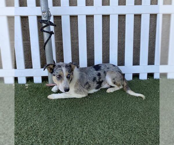 Medium Photo #1 Mutt Puppy For Sale in Modesto, CA, USA