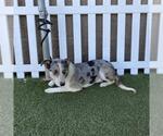 Small Mutt