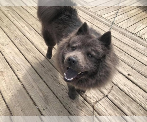 Medium Photo #1 Chow Chow Puppy For Sale in LOCKPORT, IL, USA