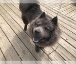 Small Photo #1 Chow Chow Puppy For Sale in LOCKPORT, IL, USA