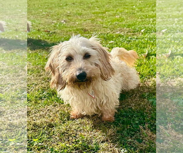 Medium Photo #5 Dachshund Puppy For Sale in Shelbyville, TN, USA