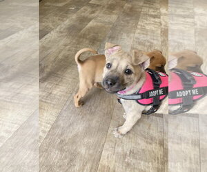 Happy - Female Mutt Dog for Adoption - Photo #7