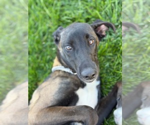 Sawubona - Female Mutt Dog for Adoption - Photo #3