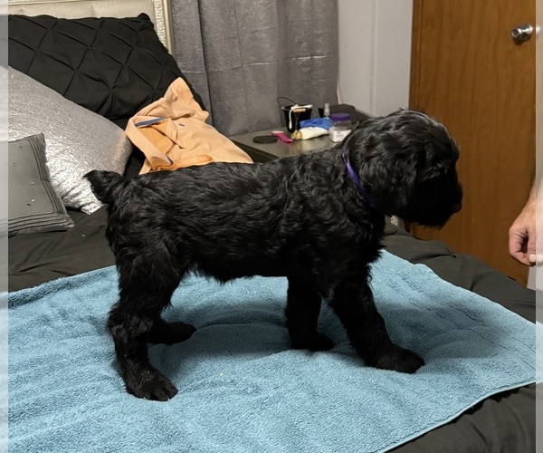 Medium Photo #11 Schnauzer (Giant) Puppy For Sale in BAXLEY, GA, USA