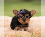 Puppy Candy Yorkshire Terrier