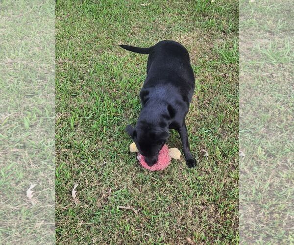 Medium Photo #4 Labrador Retriever-Unknown Mix Puppy For Sale in Shreveport, LA, USA