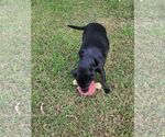 Small #3 Labrador Retriever Mix