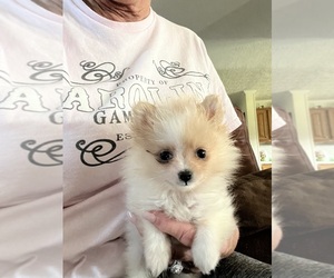 Pomeranian Puppy for sale in UNION, SC, USA