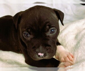 Mutt Dogs for adoption in Redwood City, CA, USA