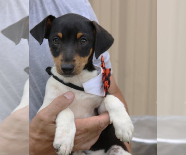 Medium Photo #1 Rat Terrier Puppy For Sale in Bandera, TX, USA