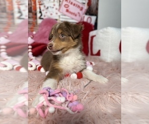 Medium Australian Shepherd