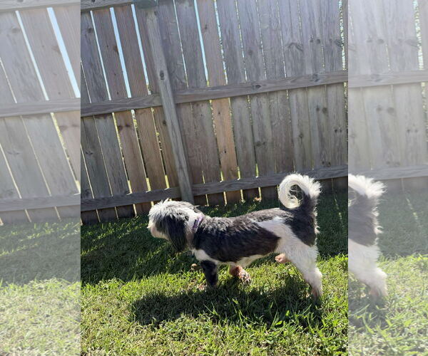 Medium Photo #4 Havanese Puppy For Sale in Gulfport, MI, USA