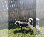 Small #3 Havanese