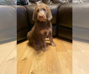 Labradoodle Puppy for sale in FINLAYSON, MN, USA
