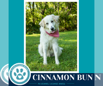 Small Photo #8 Great Pyrenees Puppy For Sale in Kimberton, PA, USA
