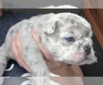 Small #1 French Bulldog
