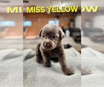 Puppy Miss Yellow Labrador Retriever