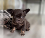 Small #2 French Bulldog