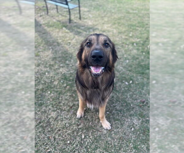 Medium Photo #1 German Shepherd Dog Puppy For Sale in Texas City, TX, USA