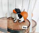 Small Photo #5 German Shorthaired Pointer Puppy For Sale in NORWAY, SC, USA