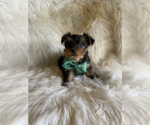 Yorkshire Terrier Puppy for sale in BEECH GROVE, IN, USA