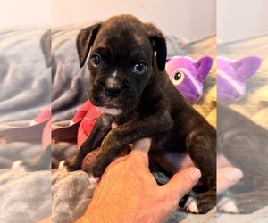 Boxer Puppy for sale in LANSING, MI, USA