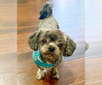 Small #2 Poodle (Miniature) Mix