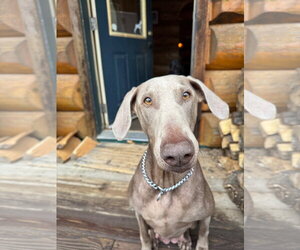 Doberman Pinscher Dogs for adoption in Minneaoplis, MN, USA