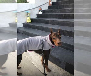 Doberman Pinscher Dogs for adoption in Marina Del Rey, CA, USA