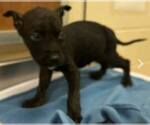 Small #4 Mutt