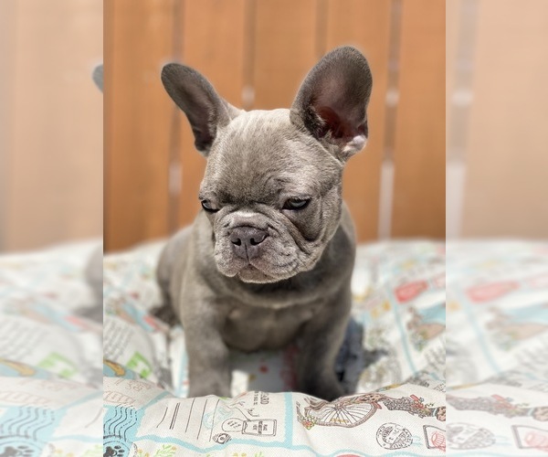 Medium Photo #1 French Bulldog Puppy For Sale in OJAI, CA, USA