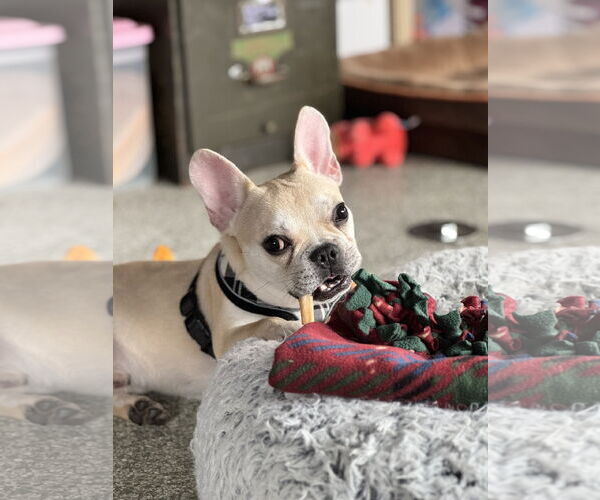 Medium Photo #4 French Bulldog Puppy For Sale in St. Louis Park, MN, USA