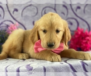 Medium Golden Retriever