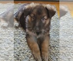 Small Photo #12 German Shepherd Dog Puppy For Sale in JONESBOROUGH, TN, USA