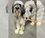 *AUTUMN - Female Poodle (Miniature)-Unknown Mix Dog for Adoption - Small photo