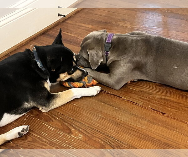 Medium Photo #4 American Pit Bull Terrier-Labrador Retriever Mix Puppy For Sale in Holly Springs, NC, USA