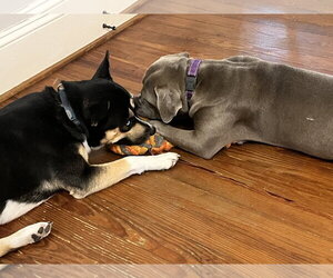 Lil Mama - Female American Pit Bull Terrier-Labrador Retriever Mix Dog for Adoption - Photo #4