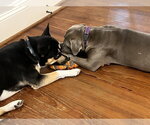 Small Photo #4 American Pit Bull Terrier-Labrador Retriever Mix Puppy For Sale in Holly Springs, NC, USA