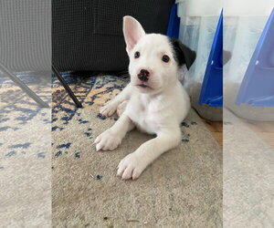 Mutt Dogs for adoption in Sandy, UT, USA