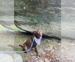 Small #2 Mutt