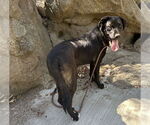 Small #10 Labrador Retriever Mix